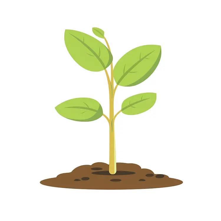 Green Plant Growing in Soil