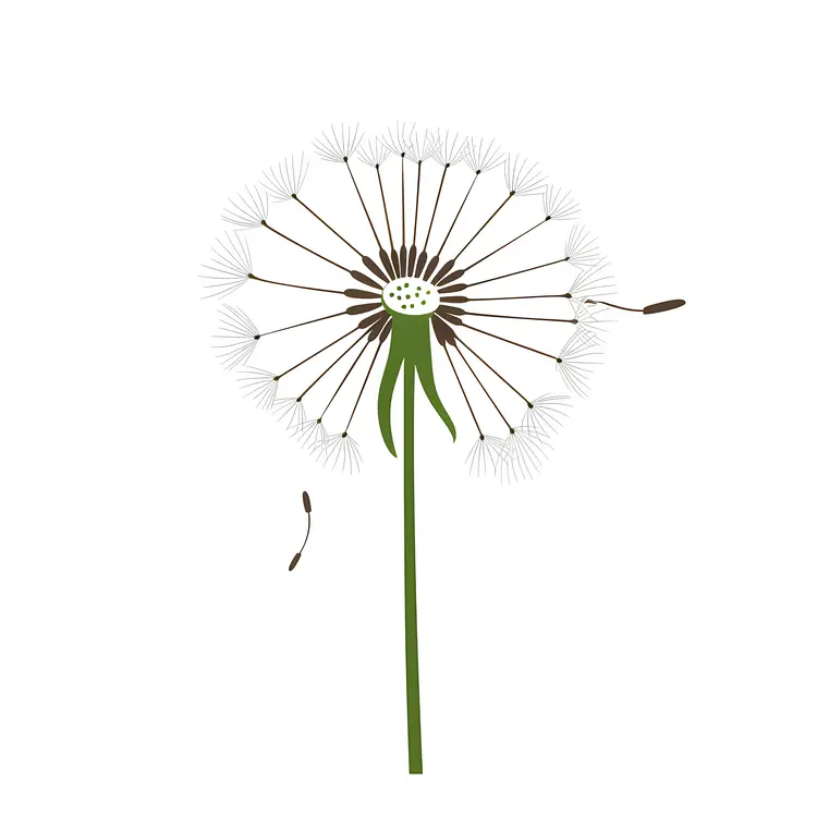 Dandelion with Few Seeds