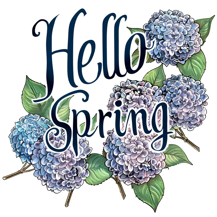 Beautiful hydrangeas in spring