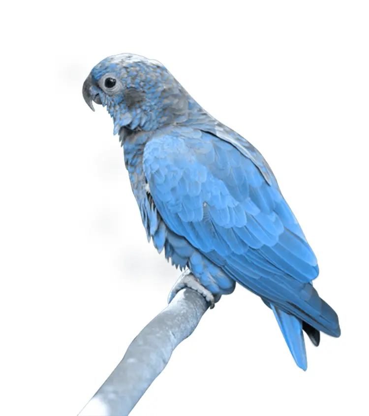 Blue Parrot on Branch