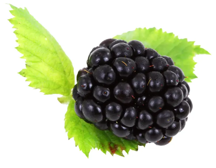 Blackberry with Green Leaf