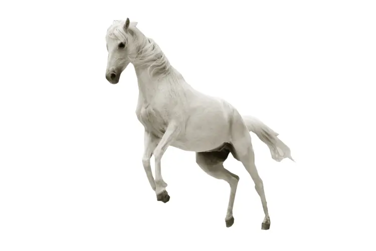 White Horse in Motion