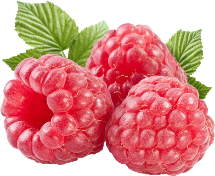 Juicy Red Raspberries with Leaves