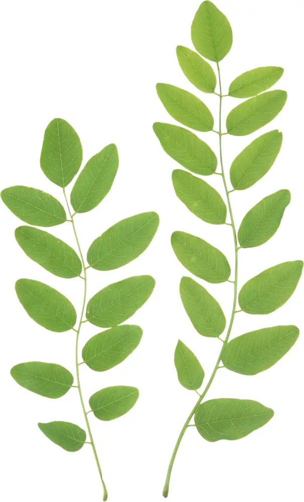 Green Leaves on Transparent Background