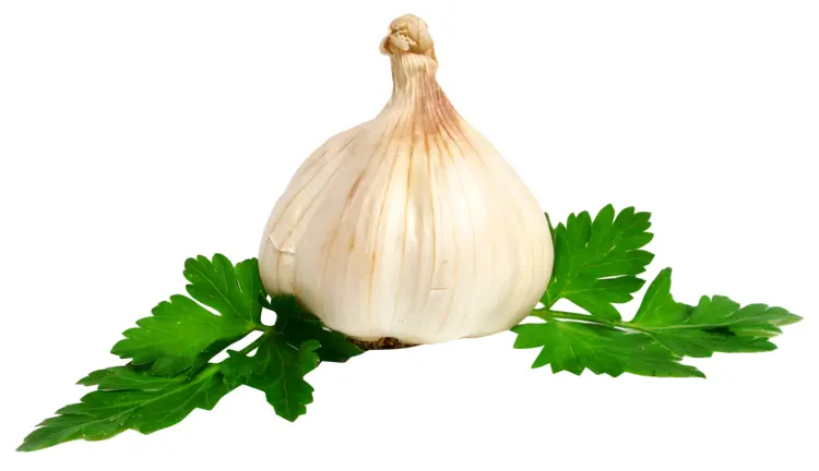 Fresh Garlic with Parsley