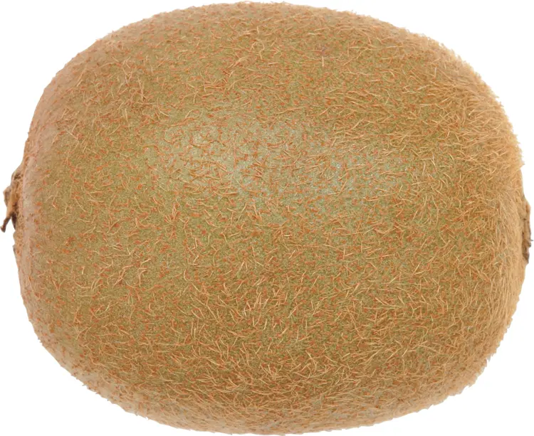 Brown Fuzzy Whole Kiwi