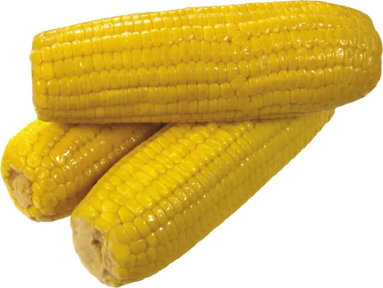 Yellow Corn on the Cob