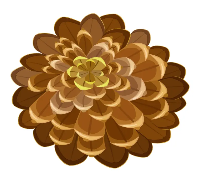 Top View of a Brown Pine Cone