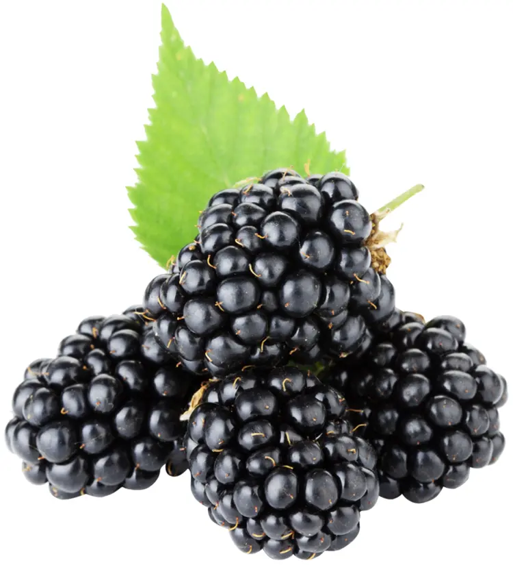 Fresh Blackberries with Green Leaf