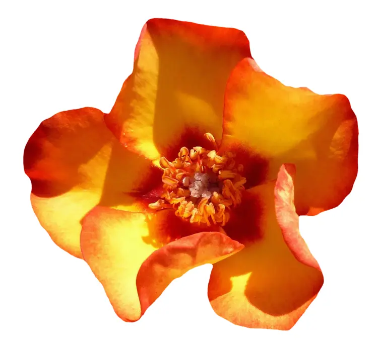Vibrant Orange Flower