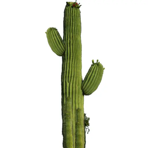 Tall Green Cactus