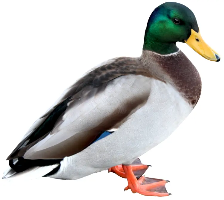 Green-headed Duck with Yellow Beak