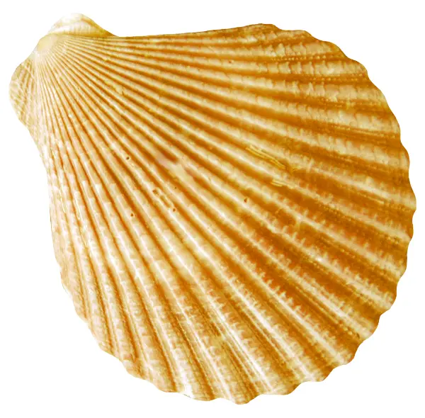 Golden Scallop Shell