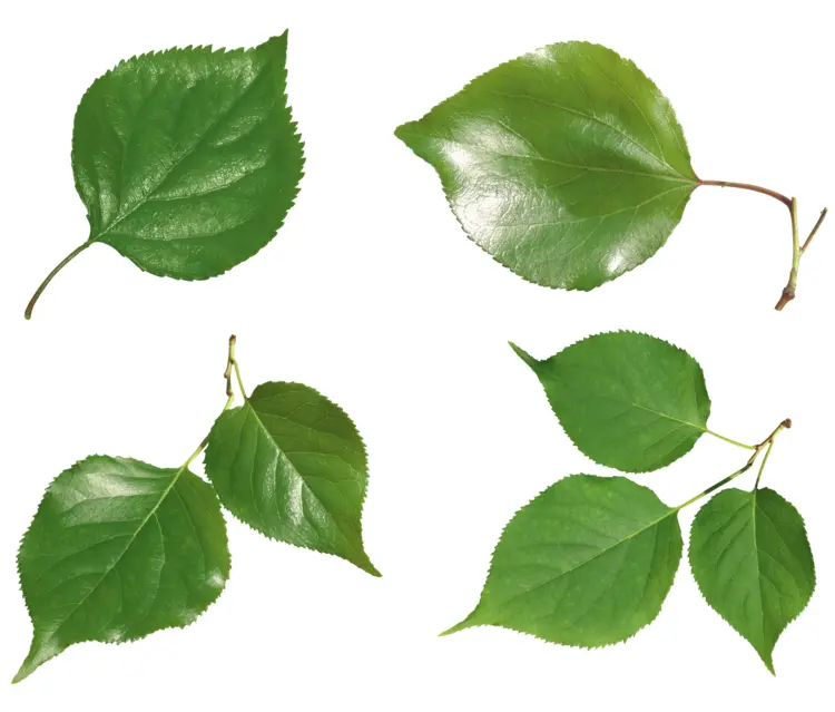 Various Green Leaves in Nature
