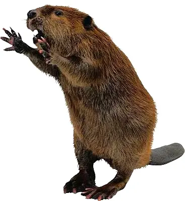 Beaver Standing with Paws Raised