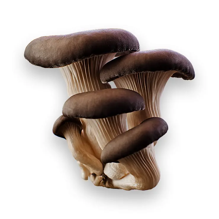 Cluster of Brown Mushrooms