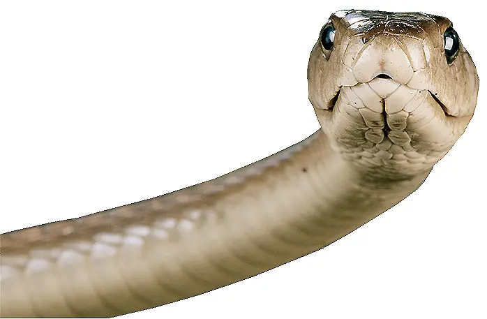 Close-up of Brown Snake