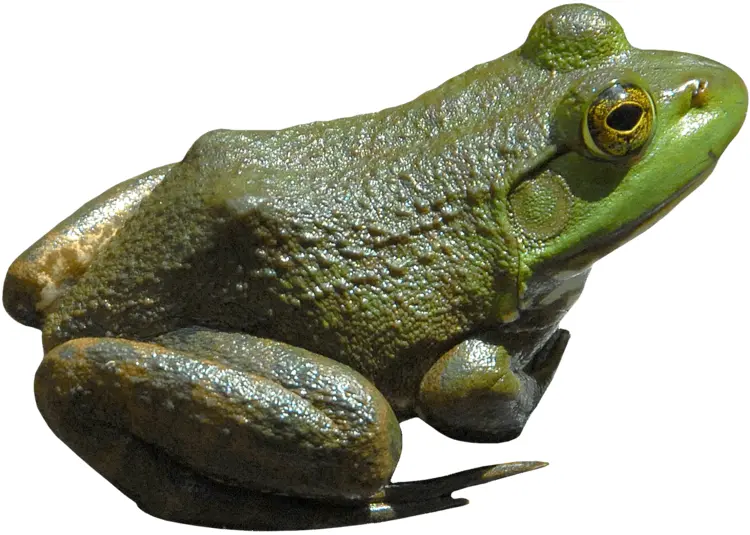 Green Frog with Warts