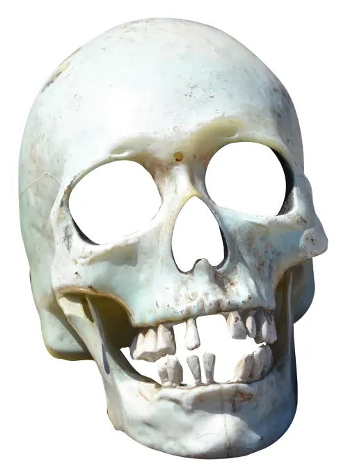 Human Skull
