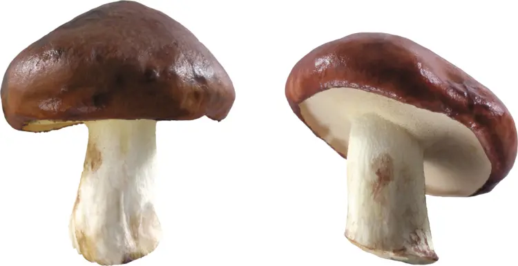 Brown Mushrooms