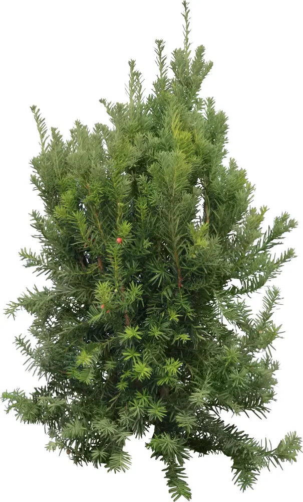 Green Bush