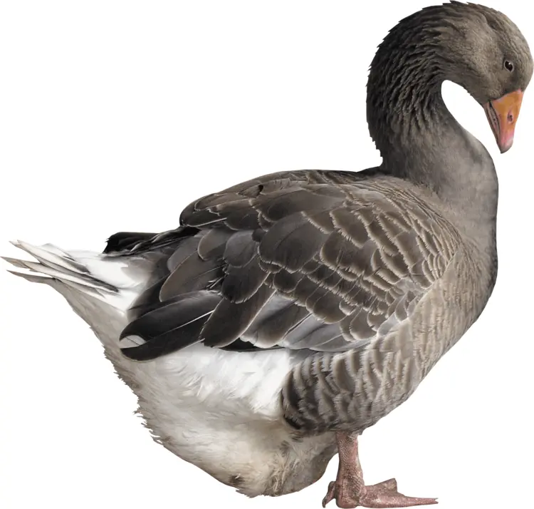 Gray Goose with White Feathers