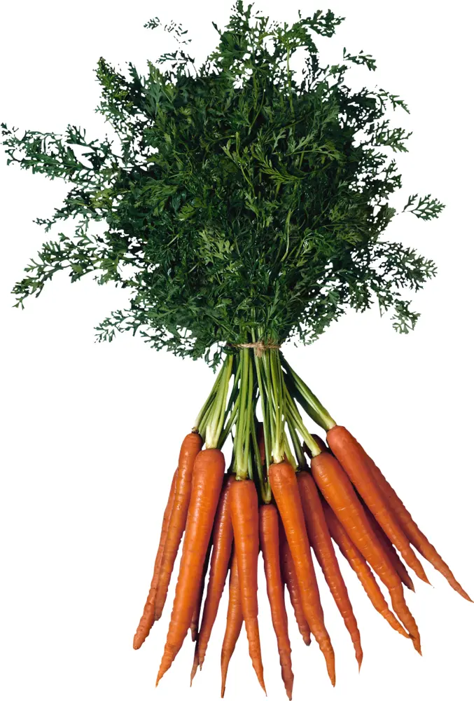Bunch of Fresh Orange Carrots