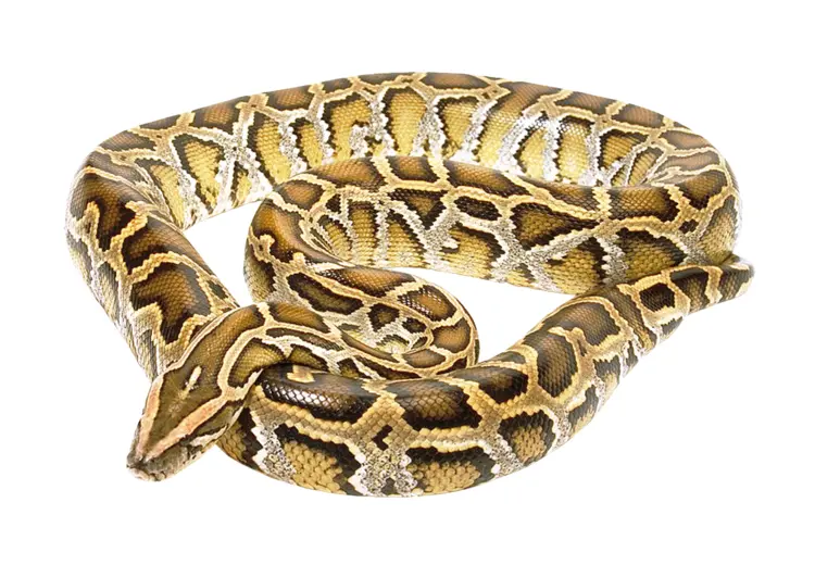 Yellow Snake with Scales