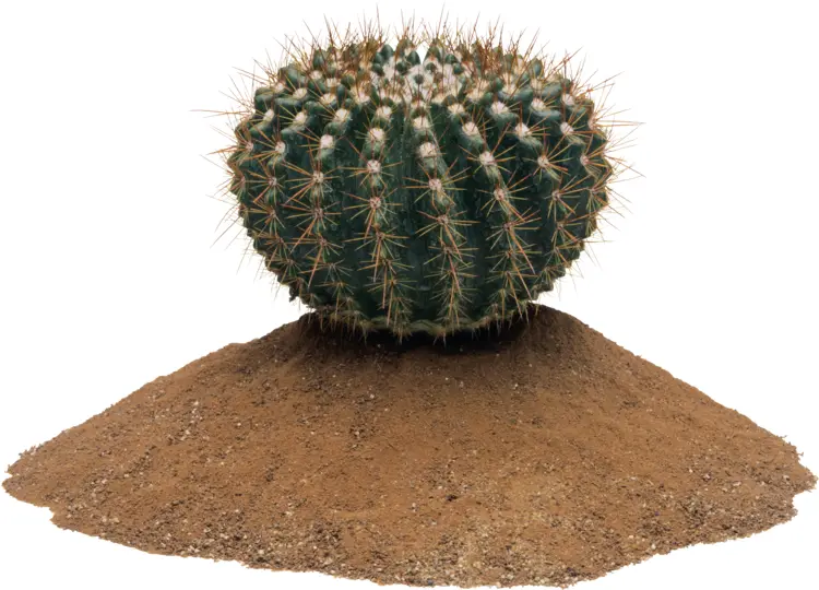 Round Green Cactus