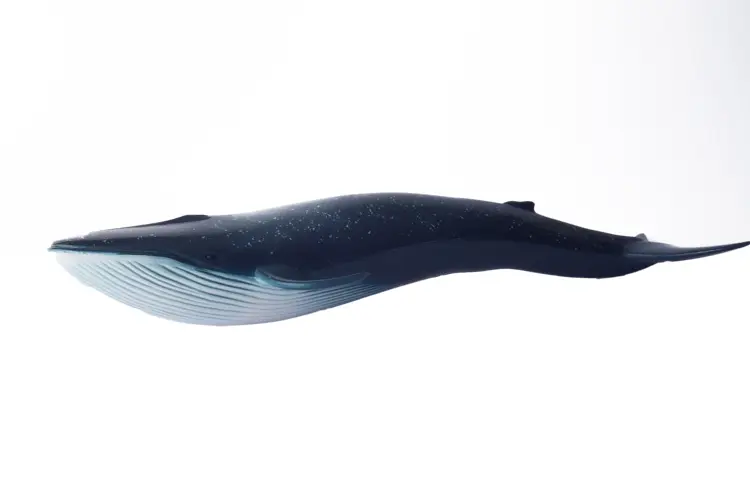Whale Swimming in the Ocean