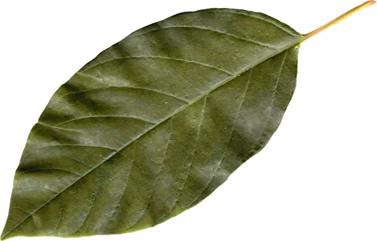 Green Leaf on Transparent Background