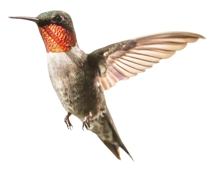 Vibrant Hummingbird in Flight