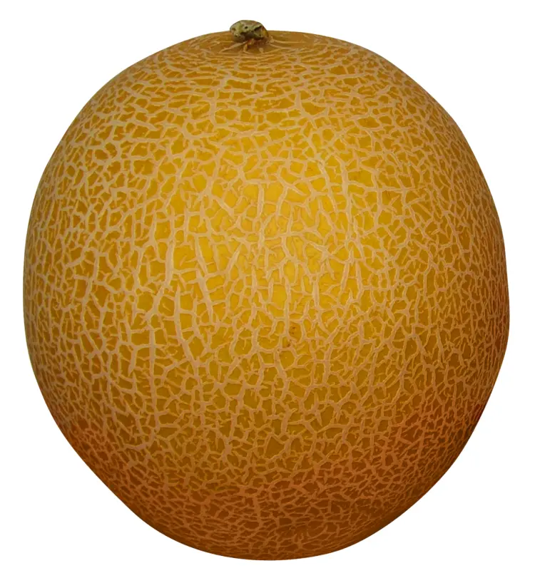 Yellow Melon Fruit