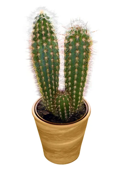 Twin Cactus in a Pot