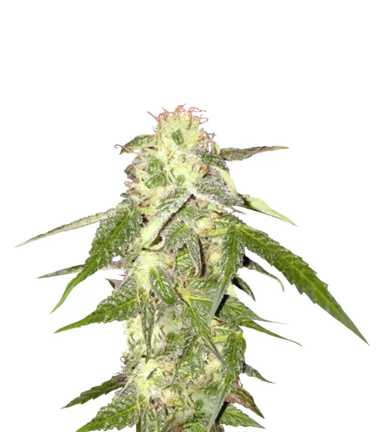 Cannabis Plant Illustration