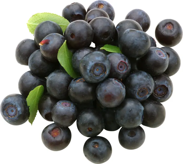 Cluster of Blueberries with Leaves