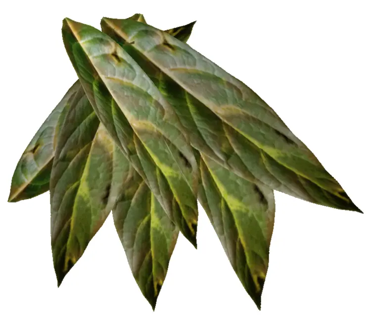 Fresh Green Tobacco Leaves