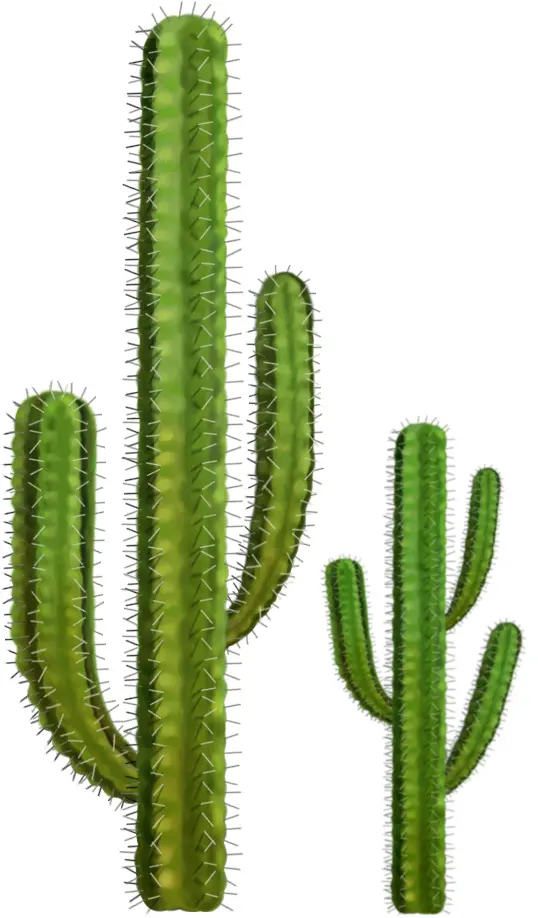 Tall Spiky Cactus in Desert