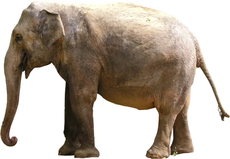 Large Elephant in Natural Habitat
