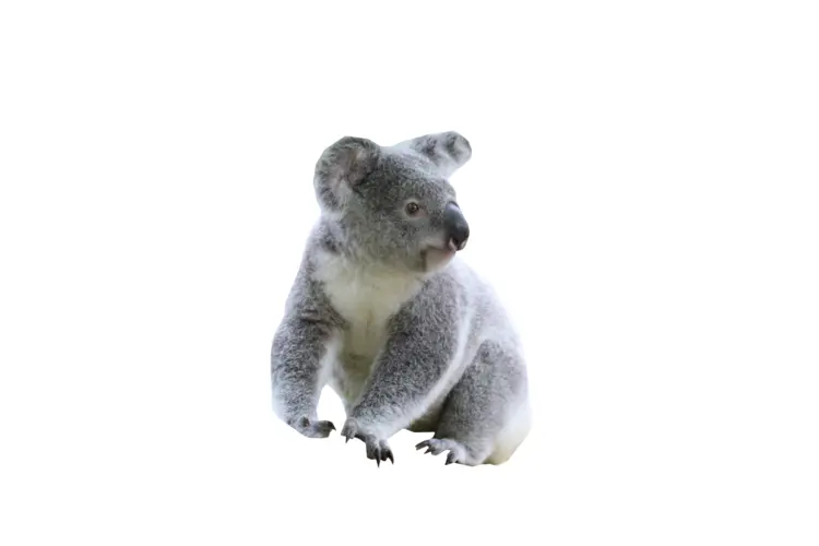 Cute Koala in Natural Pose