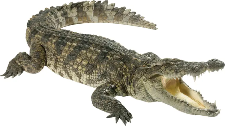 Crocodile with Open Mouth