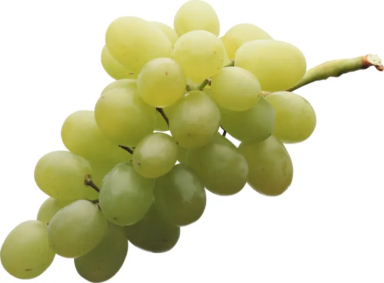 Fresh Green Grapes Bunch