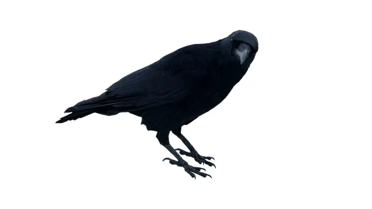 Black Crow in Flight