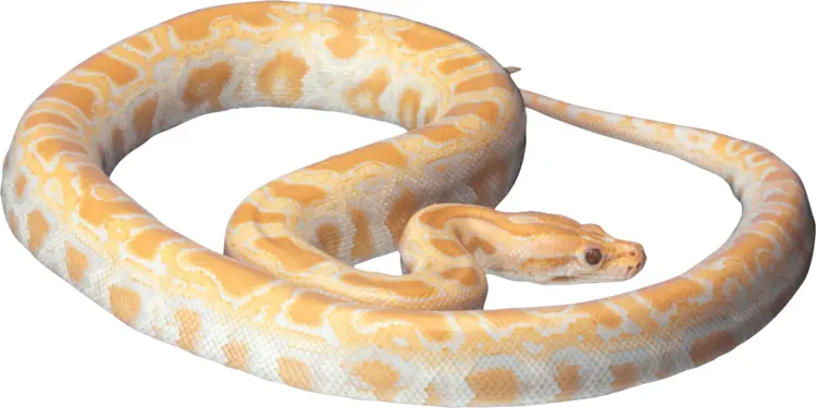 Albino Python Snake