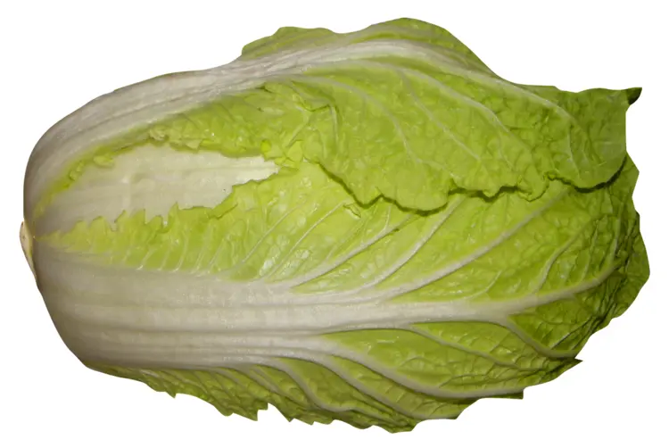 Fresh Green Cabbage