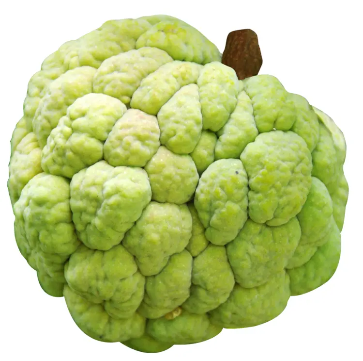 Green Custard Apple