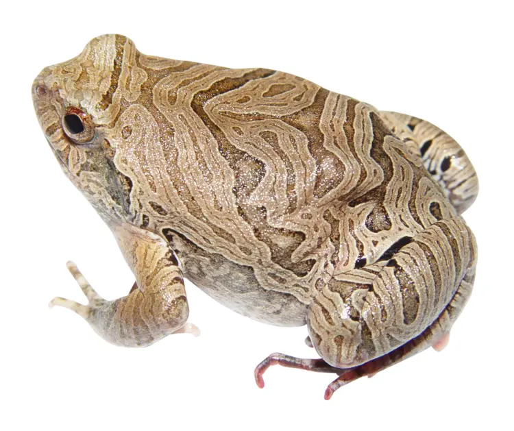 Patterned Tree Frog in Nature