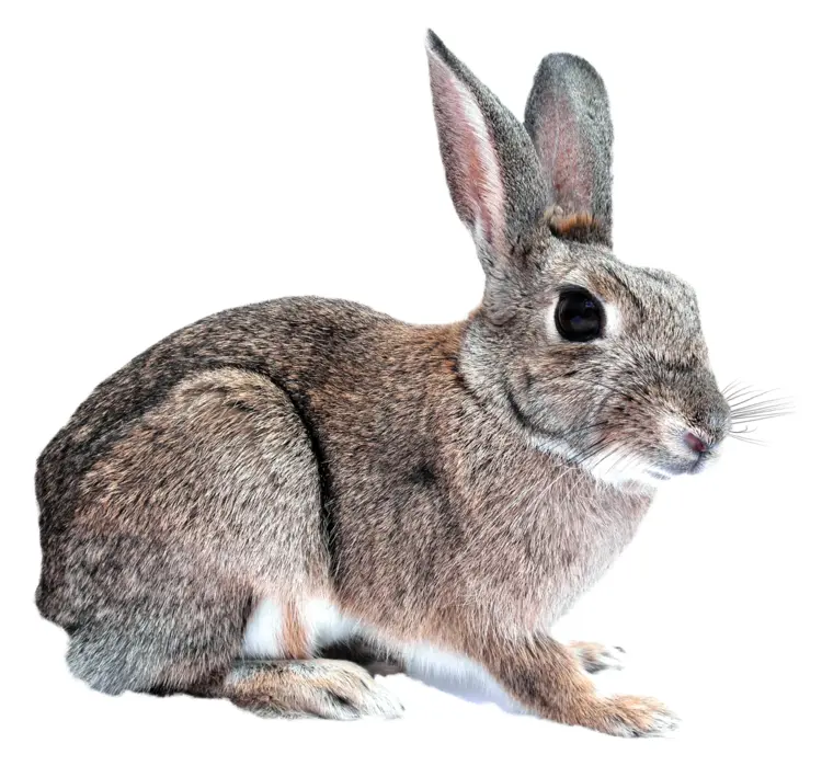 Cute Brown Rabbit in Natural Pose