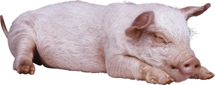 Sleeping Pink Pig