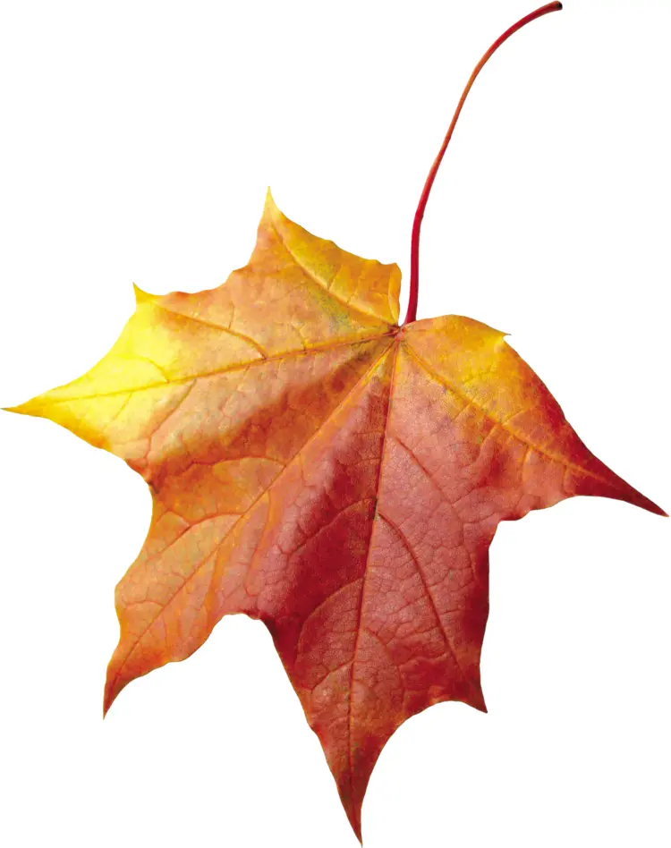 Yellow and Red Maple Leaf in Autumn